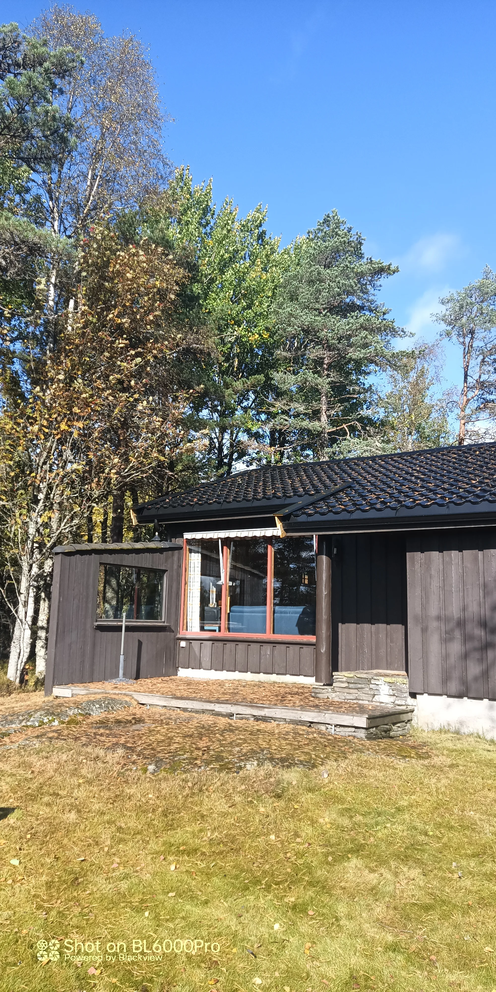 Hytte med mørkt tak og store vinduer, plassert i en skogkledd omgivelser